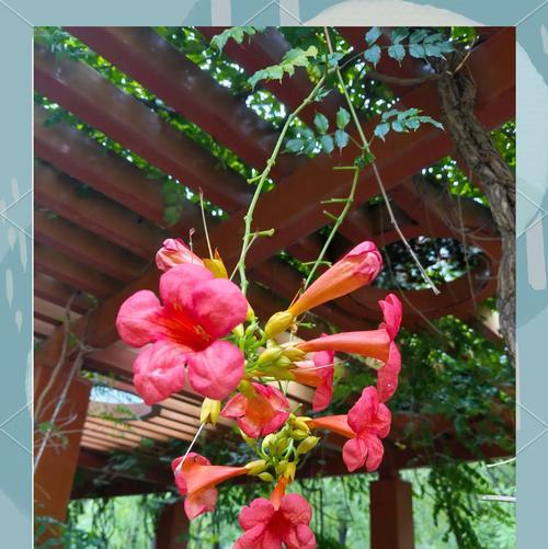 象征自由的白色花是什么花？有哪些特点和象征意义？