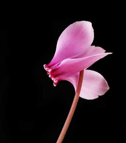象征黑色的花朵是什么？这种花的含义和特点是什么？