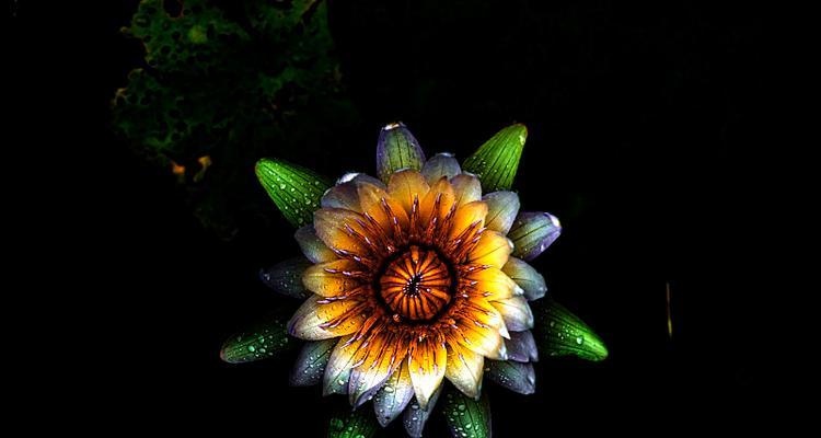 象征黑色的花朵是什么？这种花的含义和特点是什么？