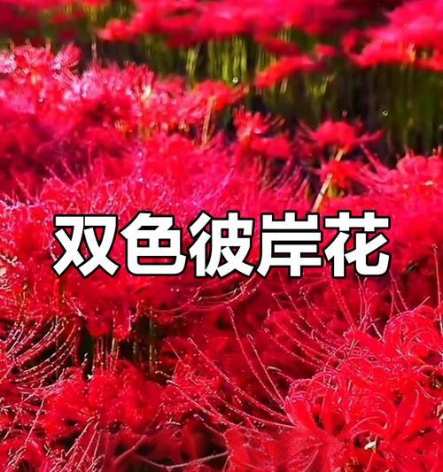 什么花的寓意是色？了解不同花卉的象征意义？
