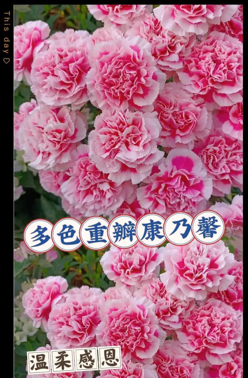 康乃馨温馨花语是什么？如何挑选表达爱意的康乃馨？