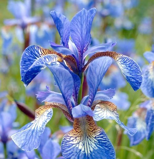 北欧象征爱情的花是什么花？这种花的花语有哪些含义？