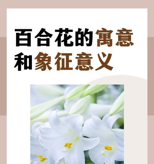 康乃馨和百合的花语是什么？分别代表了哪些情感表达？