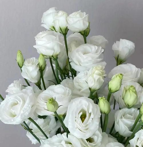 白色洋桔梗代表什么含义？花语有哪些？
