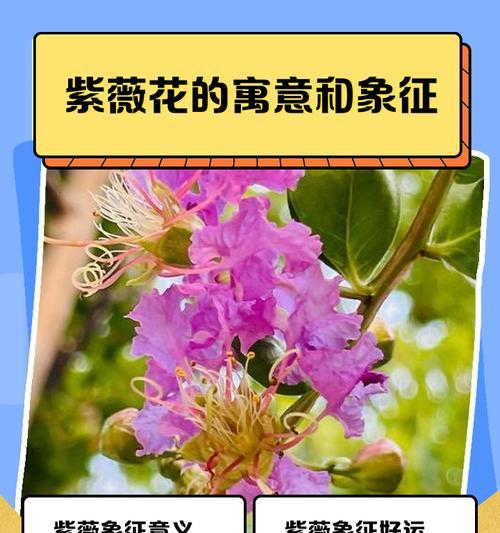 返魂花的寓意和象征是什么？花语背后的故事有哪些？