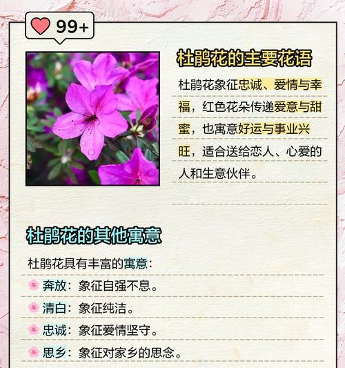 杜鹃白色花语代表什么含义？白色杜鹃花的象征意义是什么？