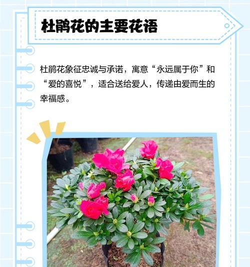 杜鹃白色花语代表什么含义？白色杜鹃花的象征意义是什么？