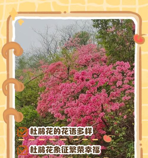 杜鹃白色花语代表什么含义？白色杜鹃花的象征意义是什么？