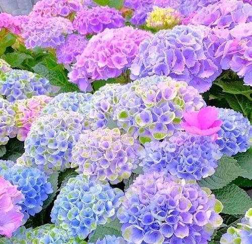 什么花的寓意最为浪漫？寻找最浪漫的花卉象征意义是什么？