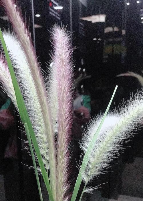 花语中什么代表暗恋？如何用花表达默默的爱意？