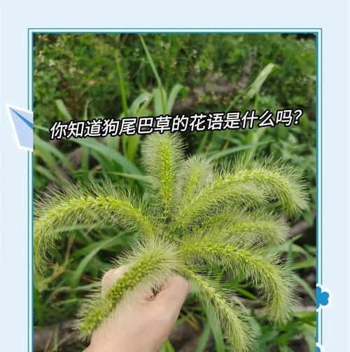 花语中什么代表暗恋？如何用花表达默默的爱意？