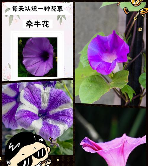 喇叭花的花语是什么？如何用它表达情感？