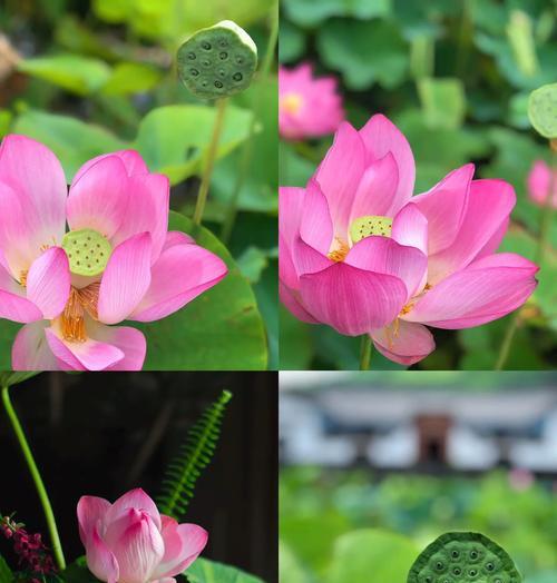 捧花荷花的寓意和象征是什么？如何正确理解捧花荷花的深层含义？