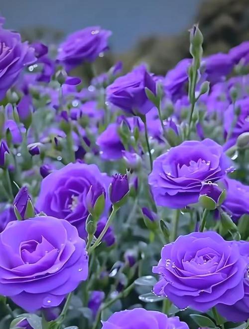 寓意是真诚的花是什么花？揭秘真诚之花的象征意义？