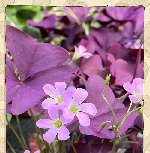 象征着希望的紫色花朵是什么花？这种花的花语有哪些含义？
