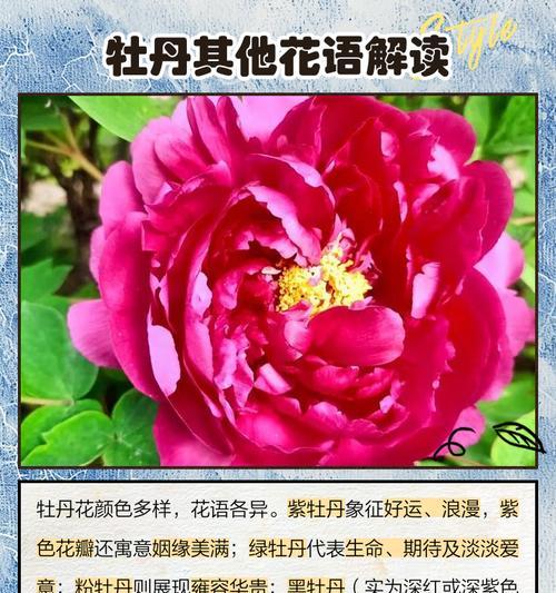 什么花象征着成功的寓意？成功寓意的花卉有哪些？