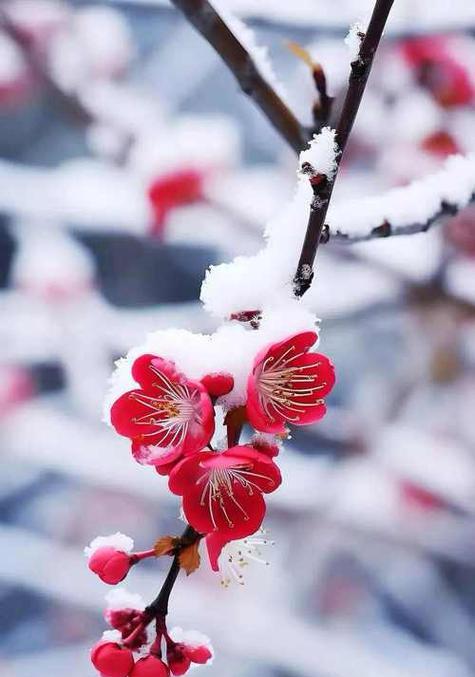 立冬的象征花是什么？如何识别和了解立冬的花卉文化？