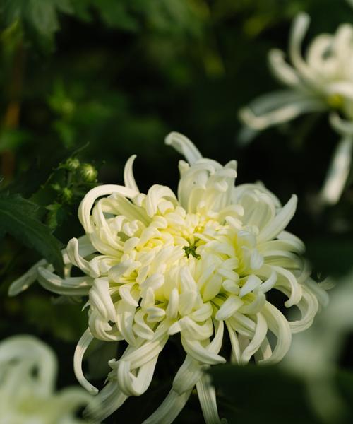 立冬的象征花是什么？如何识别和了解立冬的花卉文化？
