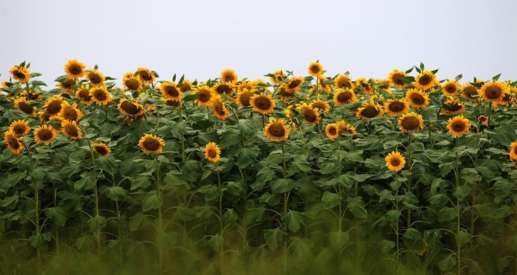 风临花语是什么？花语背后的含义和故事是什么？