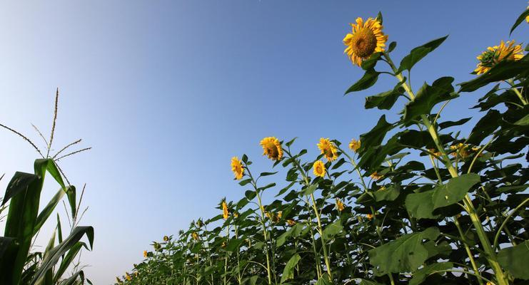 风临花语是什么？花语背后的含义和故事是什么？