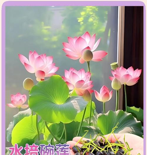 挽莲的花语是什么？如何正确理解挽莲的含义？