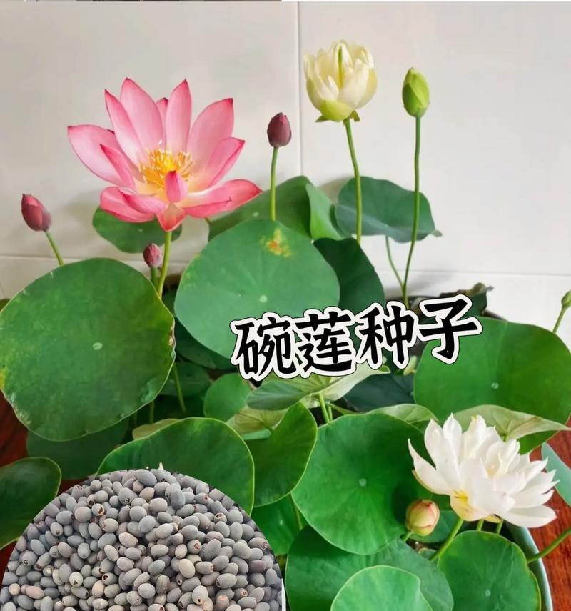 挽莲的花语是什么？如何正确理解挽莲的含义？