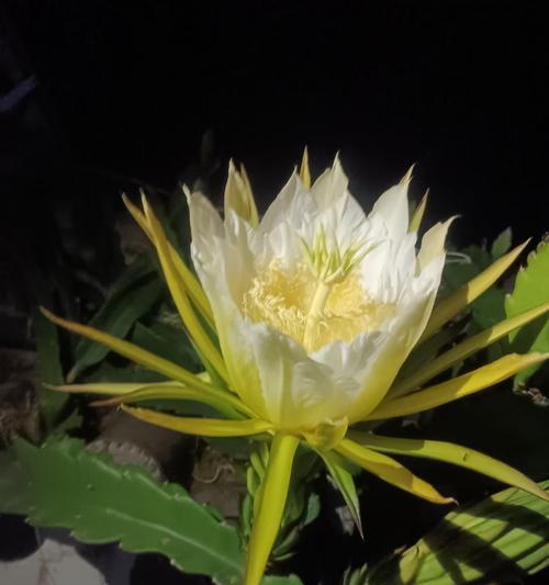 什么花代表亲人离世的心情？如何选择表达哀思的花卉？