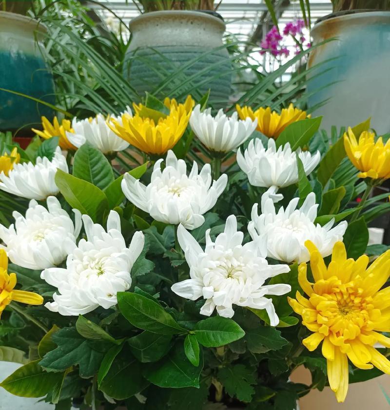 有节哀寓意的花是什么花？哪种花象征着哀悼和纪念？