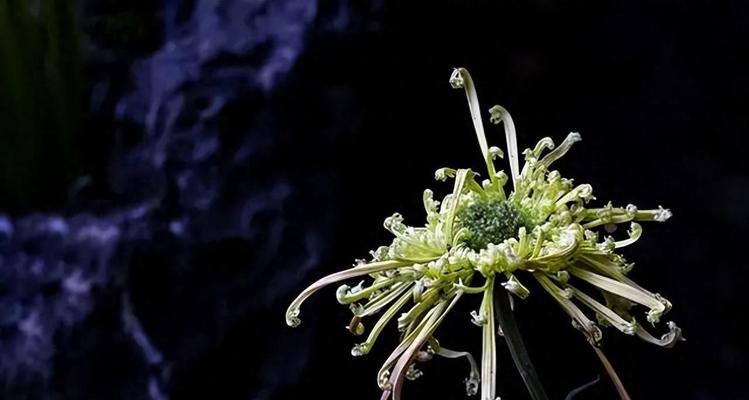 有节哀寓意的花是什么花？哪种花象征着哀悼和纪念？