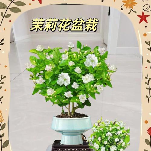 为什么天香被视作茉莉花的象征？天香的含义是什么？