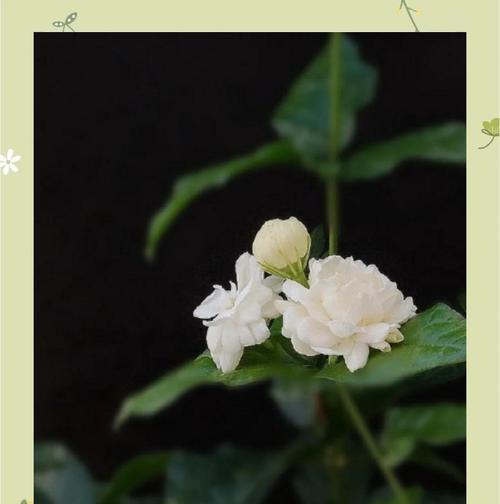 为什么天香被视作茉莉花的象征？天香的含义是什么？