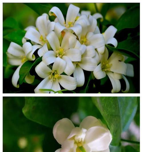 为什么天香被视作茉莉花的象征？天香的含义是什么？