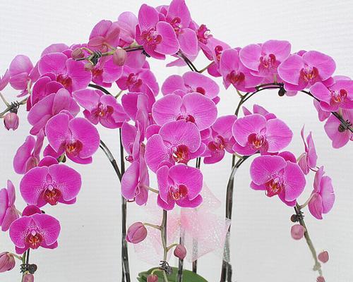 一帆风顺的花语是什么？如何正确表达祝福？