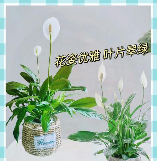 一帆风顺的花语是什么？如何正确表达祝福？