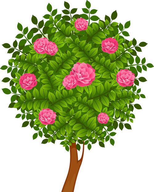 玫瑰树花象征着什么？了解玫瑰树花的深层含义！