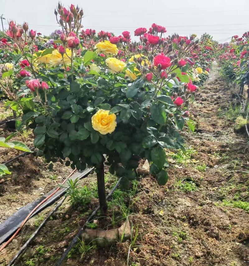 玫瑰树花象征着什么？了解玫瑰树花的深层含义！