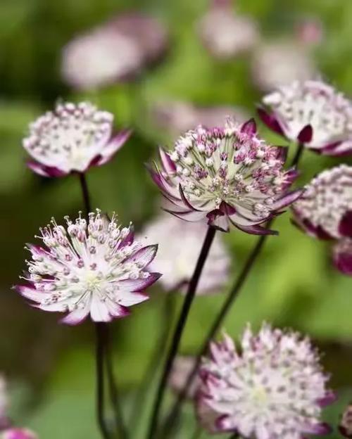 树芹花的寓意象征是什么？如何理解树芹花的花语？