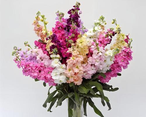 索菲亚花语是什么？如何正确解读索菲亚的花语含义？