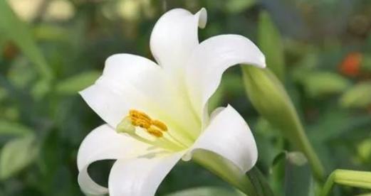 索菲亚花语是什么？如何正确解读索菲亚的花语含义？