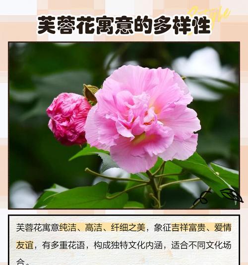 花知道的寓意是什么？如何解读不同花朵的象征意义？