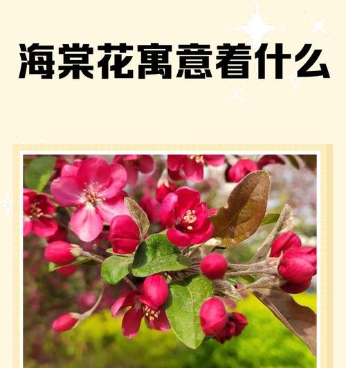 花知道的寓意是什么？如何解读不同花朵的象征意义？
