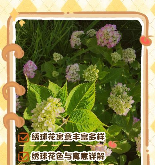 花知道的寓意是什么？如何解读不同花朵的象征意义？