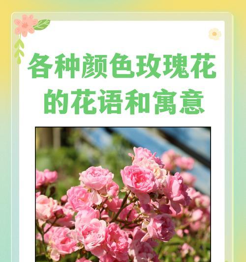 什么花代表温柔？花语中表达温柔的花卉有哪些？