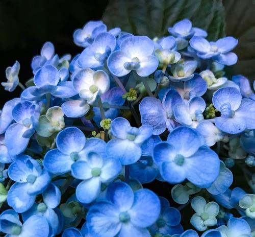 什么花代表温柔？花语中表达温柔的花卉有哪些？