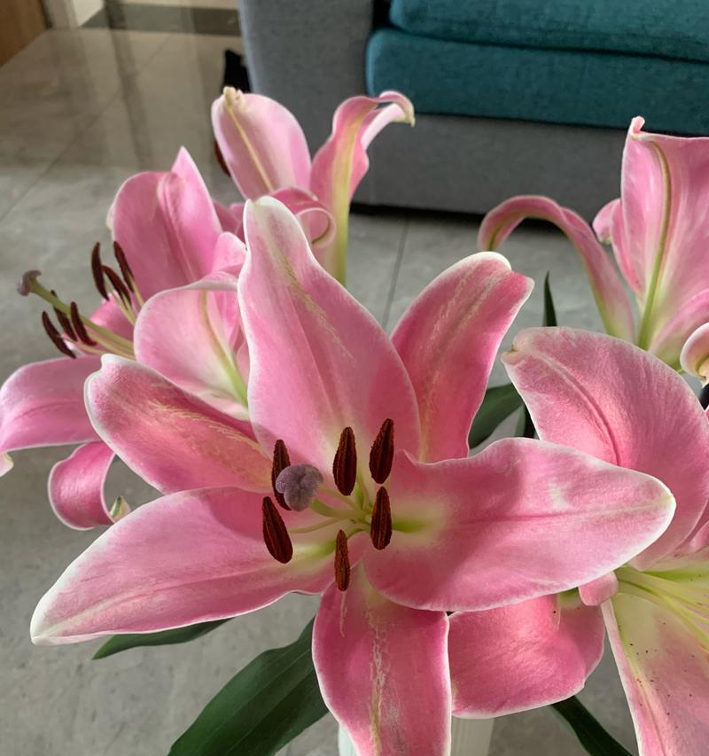 百合花的花语和寓意是什么？选择合适的花瓶有什么技巧？