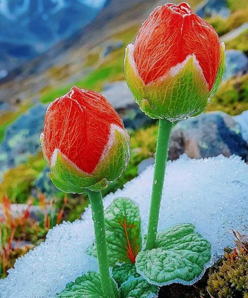 象征着青春年华的花朵是什么花？如何用它表达年轻的情感？