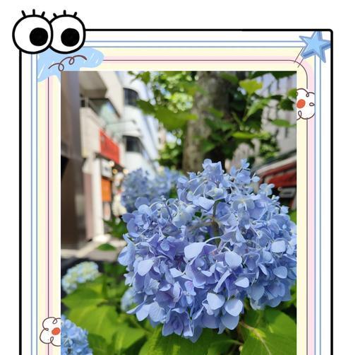 紫阳花象征着什么？紫阳花的花语有哪些含义？