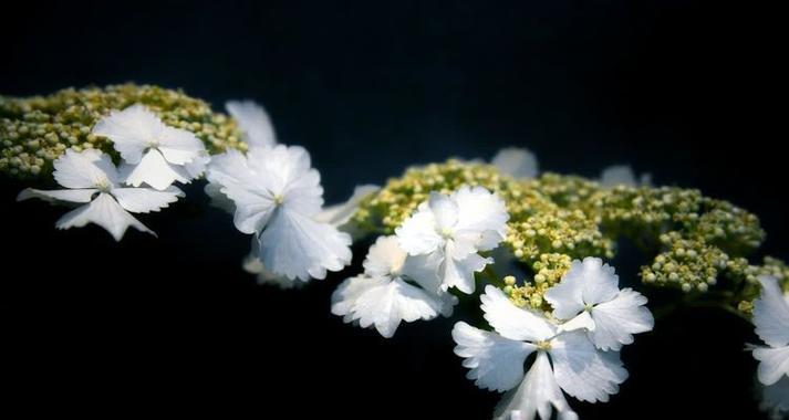 紫阳花象征着什么？紫阳花的花语有哪些含义？