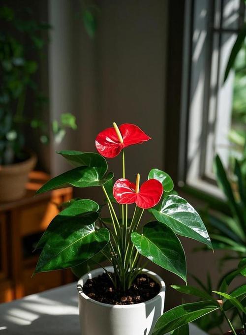 红掌花的寓意与象征是什么？如何正确理解红掌花的含义？
