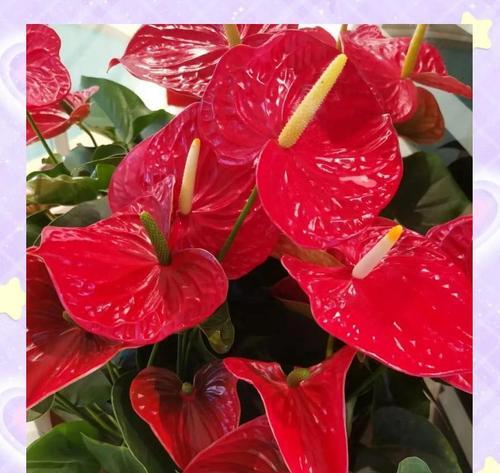 红掌花的寓意与象征是什么？如何正确理解红掌花的含义？